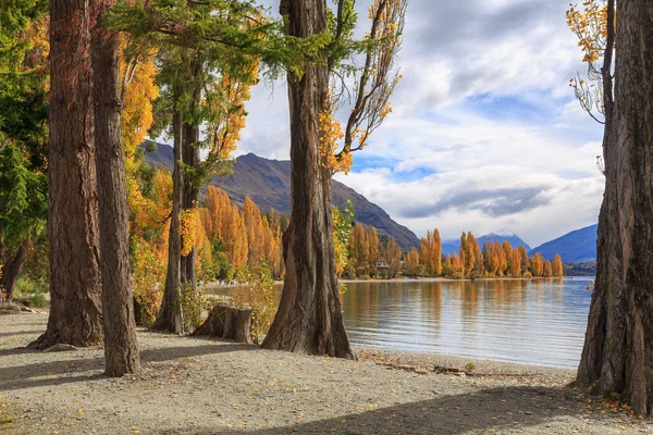 Wanaka Gölü, Yeni Zelanda, sonbaharda. Rengarenk yaprakları kıyı şeridini çevreleyen kavak ağaçları