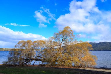 Sarı sonbahar yapraklı büyük bir söğüt ağacı ve Yeni Zelanda 'nın güneyindeki Te Anau Gölü kıyısına geniş dallar serpiştirilmiş.