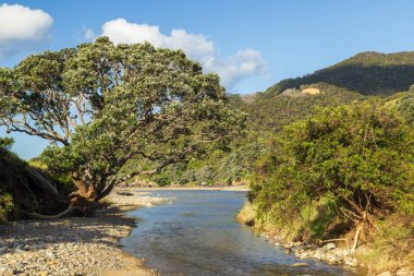 Stony Bay Creek, Yeni Zelanda 'nın Coromandel Yarımadası' nın kuzey ucundaki ücra bir kamp alanı olan Stony Bay 'de okyanusa doğru akıyor.