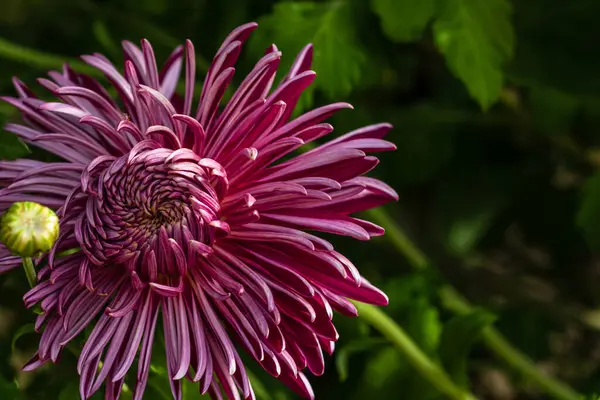 Chrysanthemum Flower Colorful Autumn Mum Isolated Garden — Stock Photo, Image