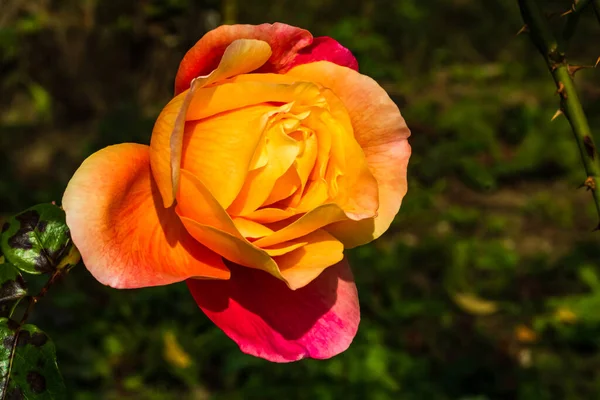 Delikatna Kolorowa Róża Izolowana Ogrodzie Przestrzenią Kopiowania Rose Izolowane Tło — Zdjęcie stockowe