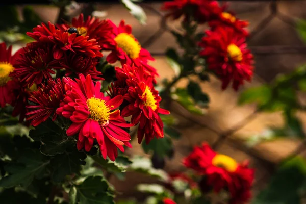 Focus Sélectif Sur Fond Écran Floral Avec Des Fleurs Chrysanthème — Photo