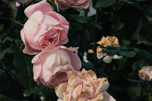 Close Delicadas Rosas Coloridas Isoladas Jardim Com Espaço Cópia Flores — Fotografia de Stock