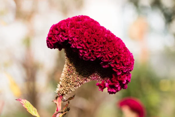 Isolated Colorful Celosia Cristata Flower Garden Close Pink Cockscomb Flower — Stock Photo, Image