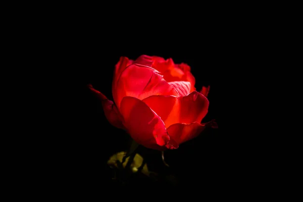 Rosa Colorida Delicada Isolado Preto Com Espaço Cópia Rose Isolado — Fotografia de Stock