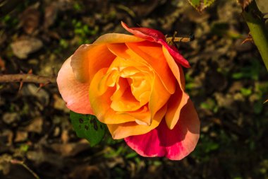 Bahçede izole edilmiş renkli bir gül. Kopya alanı var. Rose arka plan duvar kağıdını izole etti.