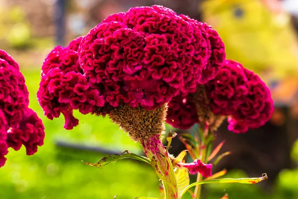 Isolé Coloré Celosia Cristata Fleur Dans Jardin Gros Plan Fleur — Photo