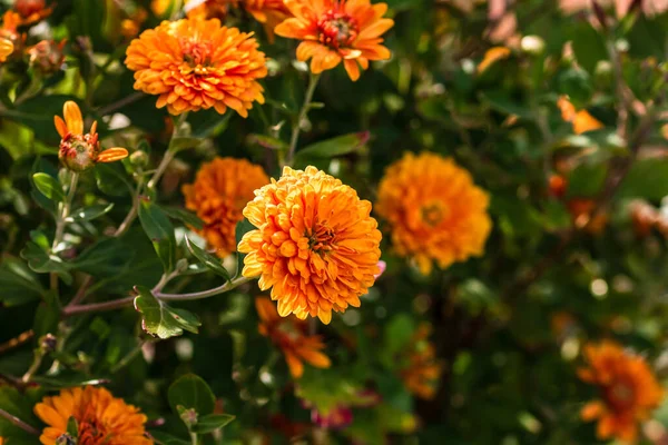 Селективный Акцент Цветочном Фоне Обои Цветами Хризантемы Красочные Осенние Мамы — стоковое фото