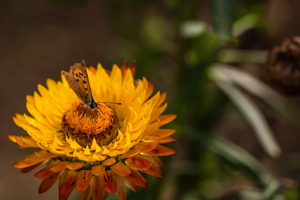 Close Butterfly Colorful Immortal Flower Isolated Garden — Stock Photo, Image