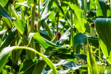 Yeşil mısır tarlasında büyüyen güneş ışığı, tarımda yetişen yeşil mısırın ayrıntıları.