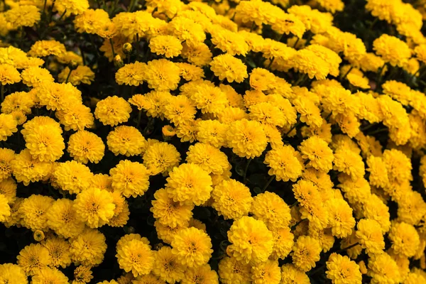 Selektywne Skupienie Się Kwiatowej Tapecie Tła Kwiatów Chryzantemy Kolorowe Jesienne — Zdjęcie stockowe