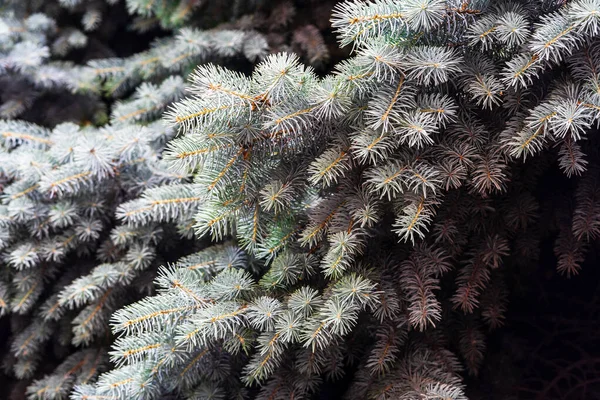 Silver Pine Tree Silver Spruce Pine Fir Tree Brunches Closeup — Stock Photo, Image