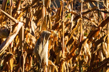 Olgun ve kuru mısır sapları yaklaşır. Sezon sonunda altın mısırlar hasat için hazır olacak..