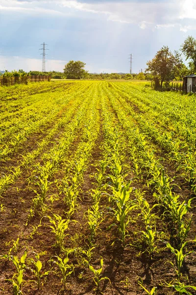 stock image Close up of fresh and  little corn plants on a field, rural corn growing concept.