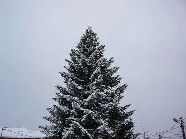 Neve Perfeitamente Moldada Ambiente Nevado Pela Manhã Conceito Inverno Congelado — Fotografia de Stock