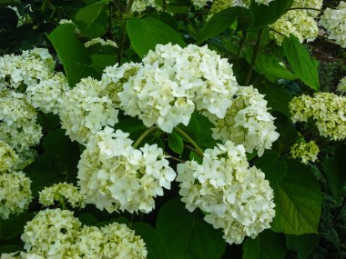 Renkli bahar çiçekleri bir bahçede yalnız çiçek açıyor..