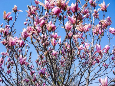 Renkli bahar çiçekleri bir bahçede yalnız çiçek açıyor..