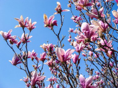 Renkli bahar çiçekleri bir bahçede yalnız çiçek açıyor..