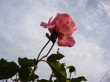Renkli bahar çiçekleri bir bahçede yalnız çiçek açıyor..