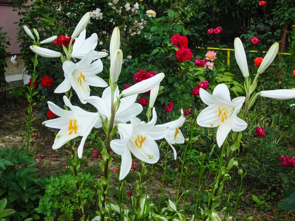 庭に孤立して咲く色とりどりの春の花 — ストック写真