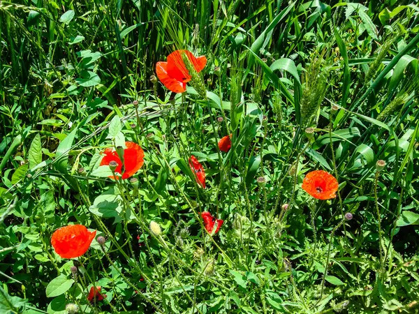 庭に孤立して咲く色とりどりの春の花 — ストック写真