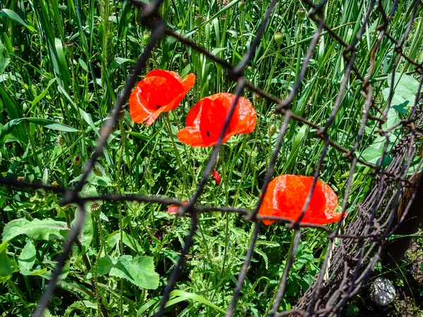 Színes Tavaszi Virágok Virágoznak Elszigetelve Kertben — Stock Fotó