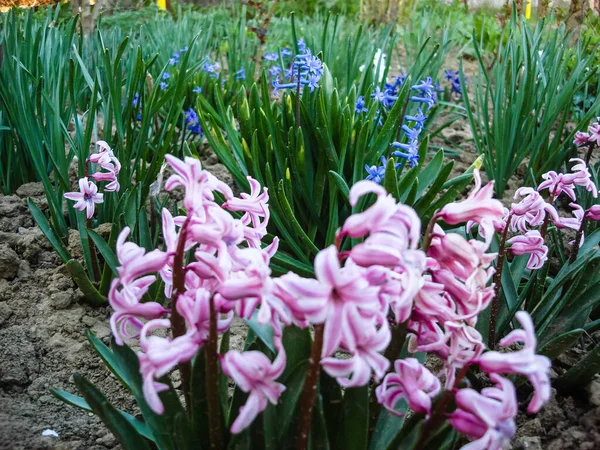 Renkli Bahar Çiçekleri Bir Bahçede Yalnız Çiçek Açıyor — Stok fotoğraf