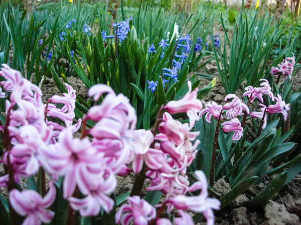 Renkli Bahar Çiçekleri Bir Bahçede Yalnız Çiçek Açıyor — Stok fotoğraf