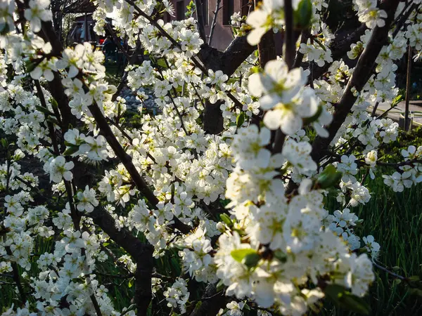 Flores Coloridas Primavera Florescendo Isoladas Jardim — Fotografia de Stock