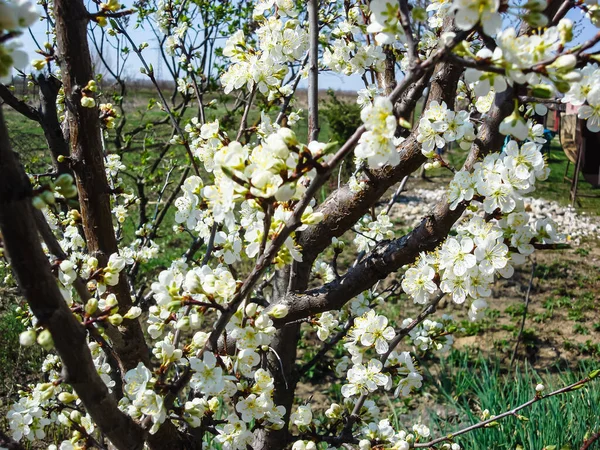 Flores Coloridas Primavera Florescendo Isoladas Jardim — Fotografia de Stock