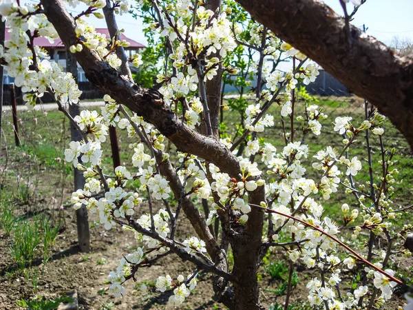 Kleurrijke Lentebloemen Bloeien Geïsoleerd Een Tuin — Stockfoto