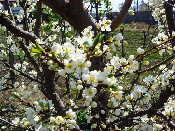Kolorowe Wiosenne Kwiaty Kwitnące Odizolowane Ogrodzie — Zdjęcie stockowe