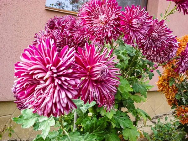Fleurs Printanières Colorées Fleurissant Isolées Dans Jardin — Photo
