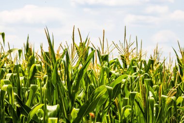 Yeşil mısır tarlasında büyüyen güneş ışığı, tarımda yetişen yeşil mısırın ayrıntıları.