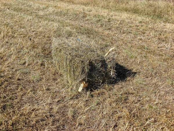 Champ Agricole Avec Balles Paille Après Récolte — Photo