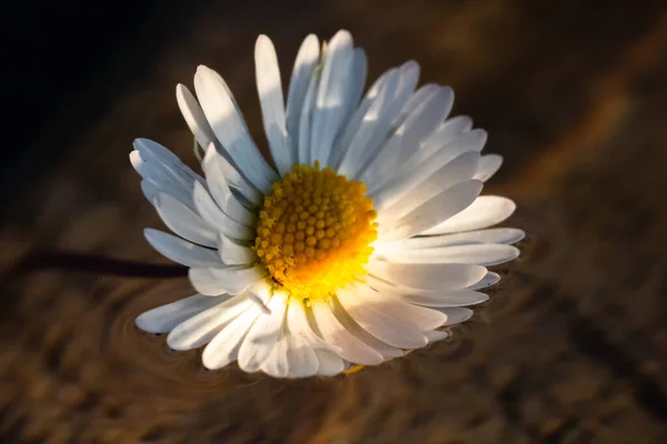 Makro Skott Vit Tusensköna Magen Perennis Isolerad Vatten — Stockfoto