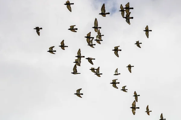 Many Pigeons Birds Flying Cloudy Sky — Stock Photo, Image