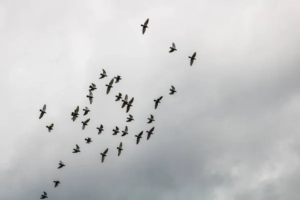 Muitos Pombos Pássaros Voando Céu Nublado — Fotografia de Stock