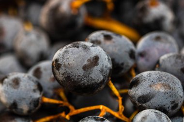 Olgun üzümlere ve üzümlerin arka planına yakın dur..