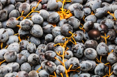 Olgun üzümlere ve üzümlerin arka planına yakın dur..