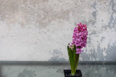 Pembe sümbül. Açık bir kapta narin bir çiçek..