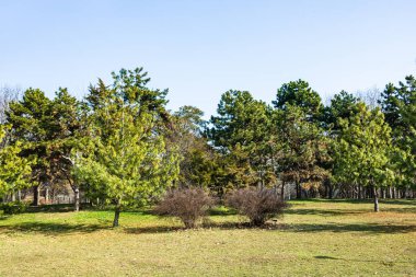 Ağaç gövdeleri sık bir ormanda, sıra sıra ağaçların arasında.