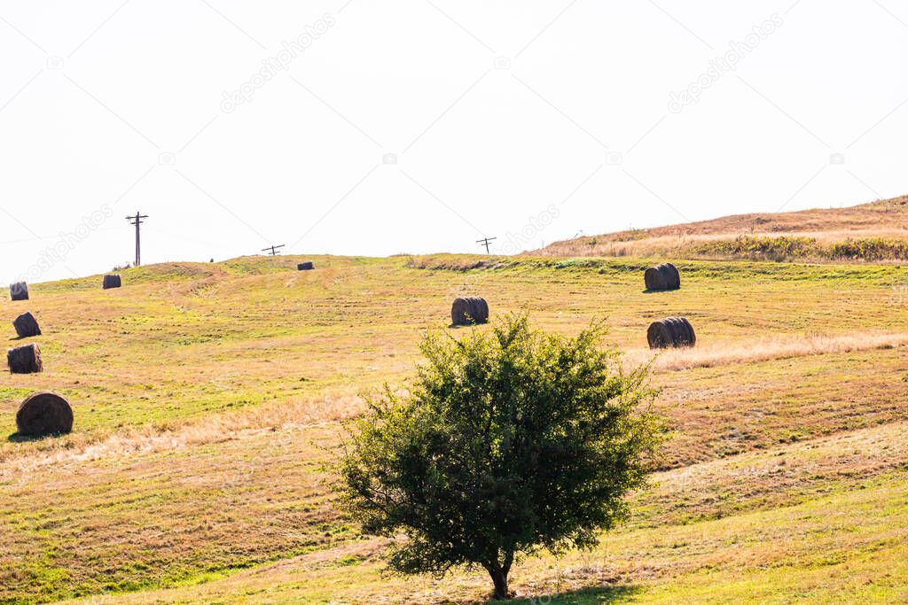 Agricultural field with haystacks, stack of round hay bales. Hay balls on a field.