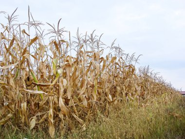 Kuru mısır tarlaları, kuru mısır sapları, sezon sonu..