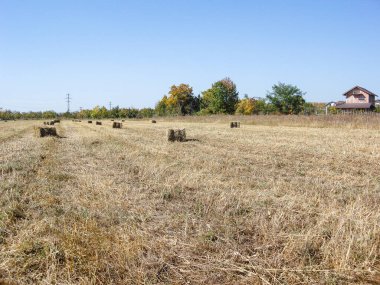 Hasattan sonra saman balyalarıyla tarım arazisi.