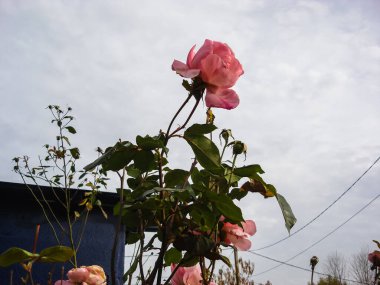Renkli bahar çiçekleri bir bahçede yalnız çiçek açıyor..