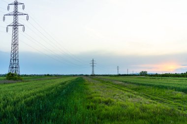 Yeşil buğday tarlası manzarası.