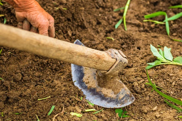 Close up of hoe tool for digging isolated in garden on the ground.