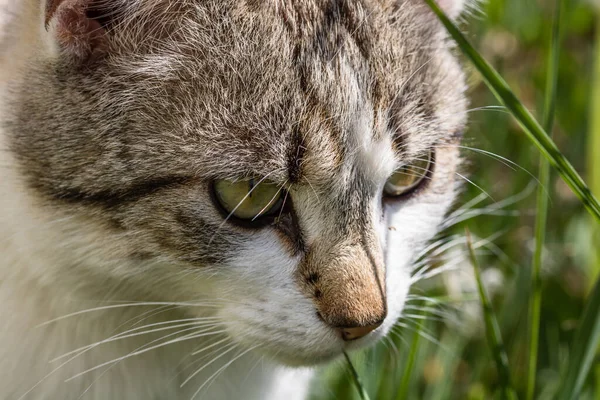 自然の中で屋外を歩く国内猫の閉鎖 — ストック写真