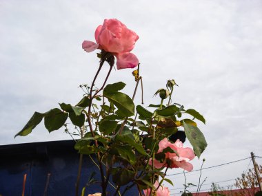 Renkli bahar çiçekleri bir bahçede yalnız çiçek açıyor..